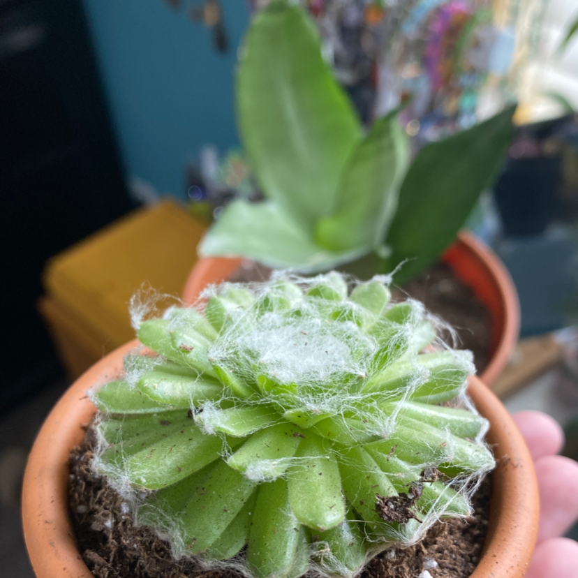 Photo of the plant species Cobweb Hens and Chicks by Mia named Spider on Greg, the plant care app