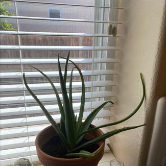 Aloe vera plant in Madera, California