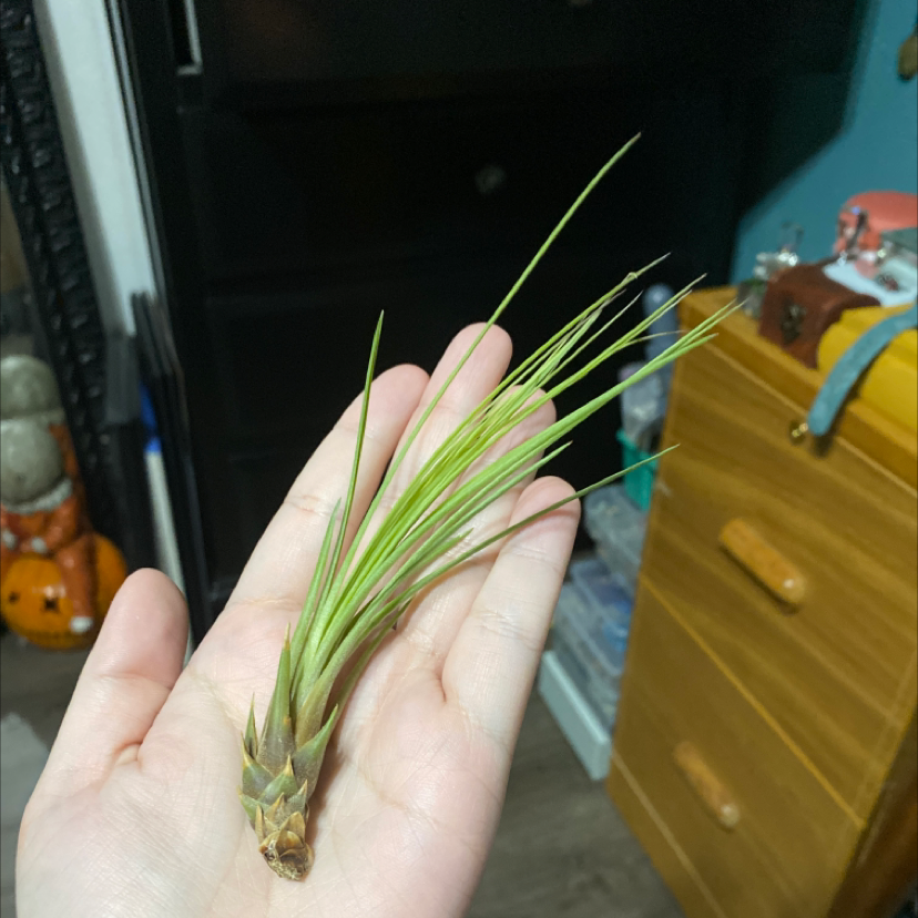 Photo of the plant species Eastern White Pine by Mia named ChloroPhil on Greg, the plant care app