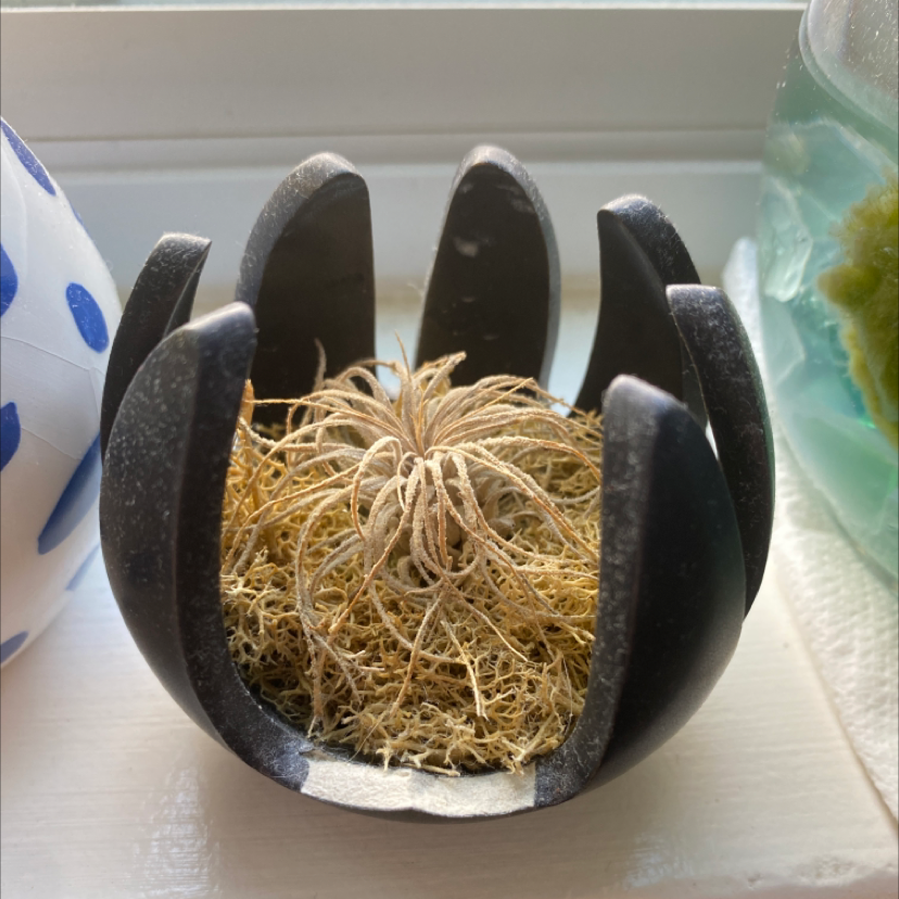 Photo of the plant species Small Ballmoss by Mia named Marley on Greg, the plant care app