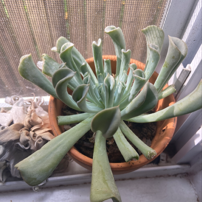 Potted Echeveria Runyonii plant on a windowsill with elongated, curling leaves.
