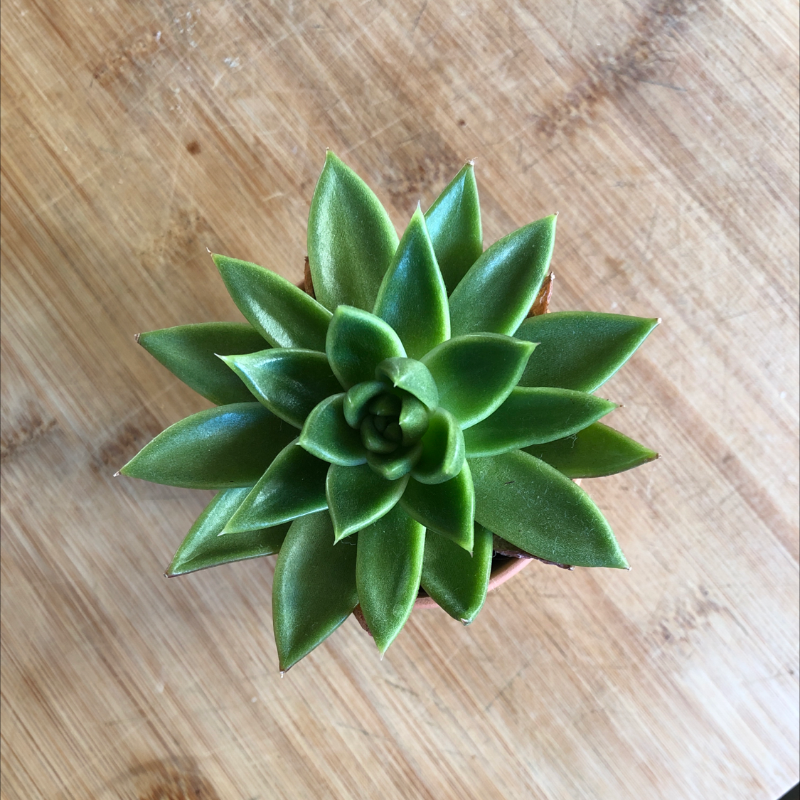 Top view of a healthy Lipstick Echeveria succulent with vibrant green leaves.