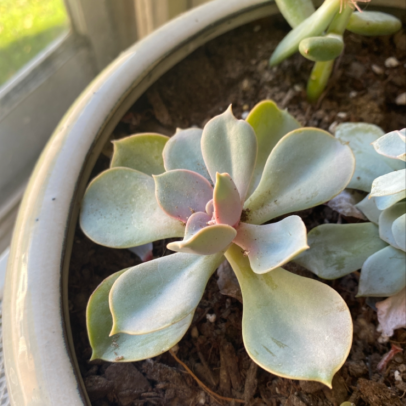 A healthy Ghost Plant succulent in a pot with visible soil.
