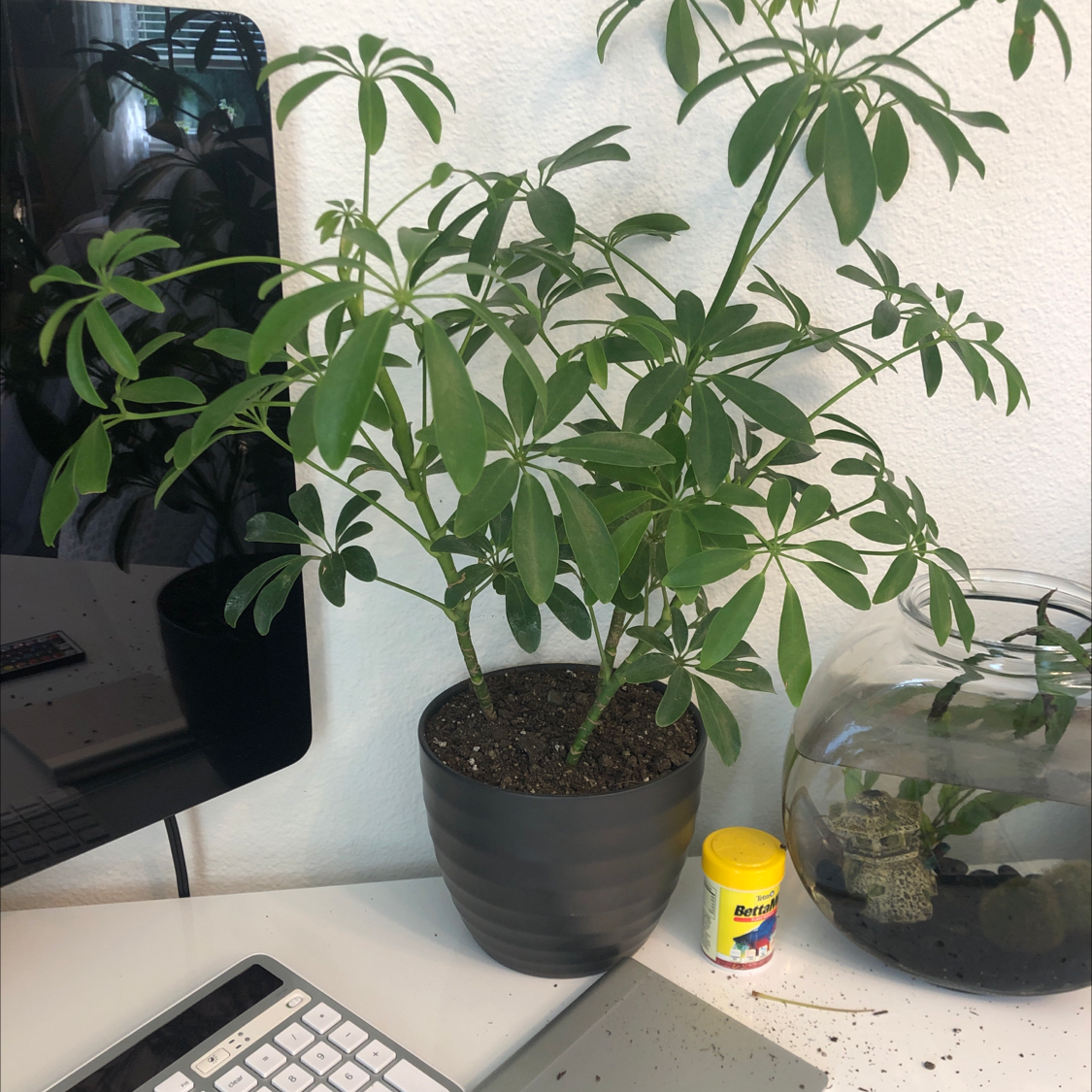 Healthy dwarf umbrella tree plant in a pot, with vibrant green leaves and no signs of discoloration or disease. Multiple plants in same pot.