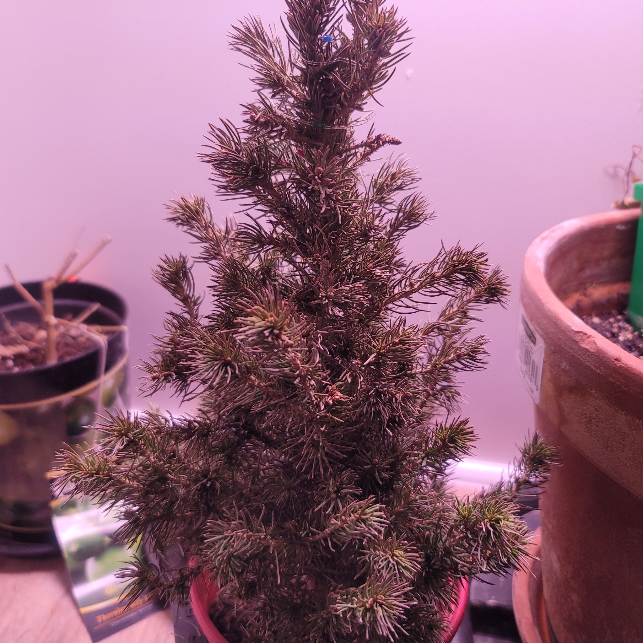 Small Norway Spruce plant in a pot with some browning needles, indoors.