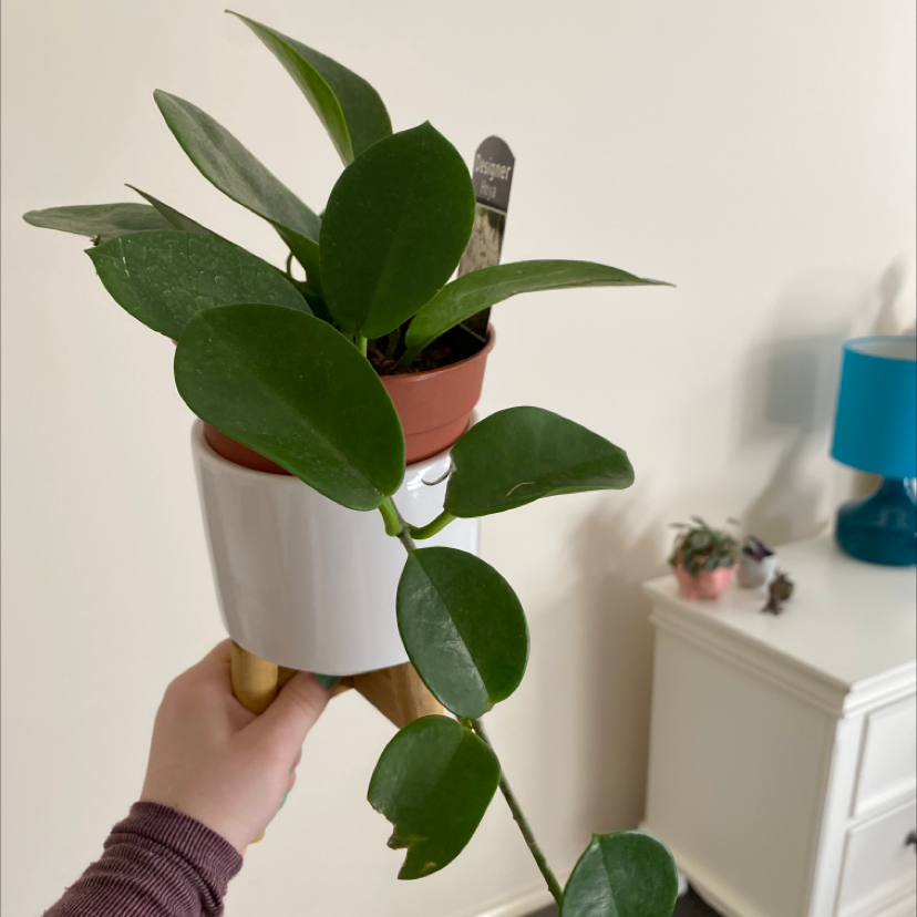 Waxvine plant in a small pot held by a hand, with green leaves and a background including a table with a lamp and another plant.