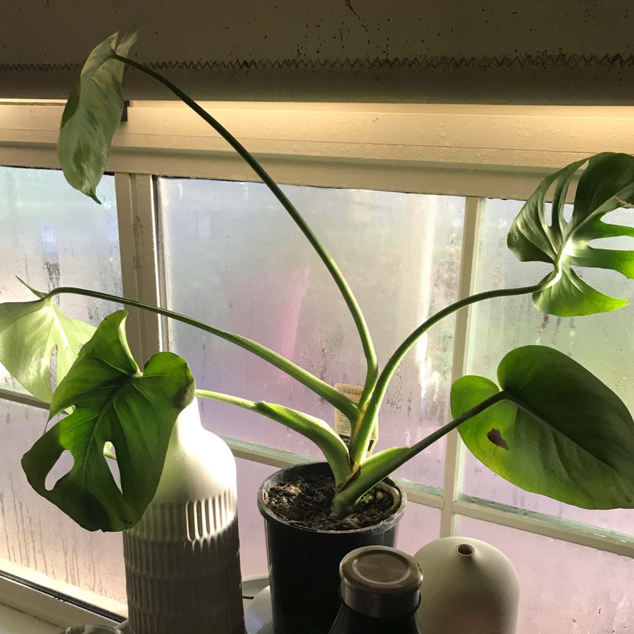 Monstera plant photo by @stephmills named aubrey on Greg, the plant care app.