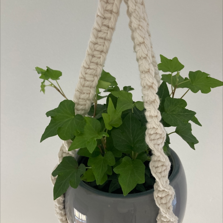 🍃 Why Are My Sweet Potato Vine Leaves Droopy?