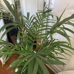 Cat Palm plant photo by @maryrogers named Orwell on Greg, the plant care app.