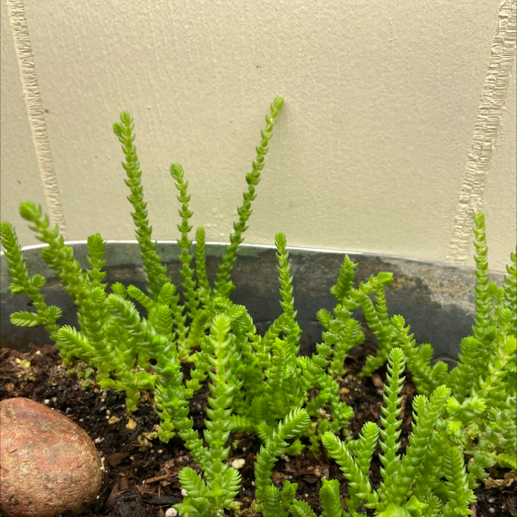 Photo of the plant species Giant Watch Chain by @stapia721 named Athena on Greg, the plant care app