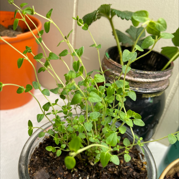 Healthy potted thyme plant with vibrant green leaves and no signs of disease, well-framed and in focus.
