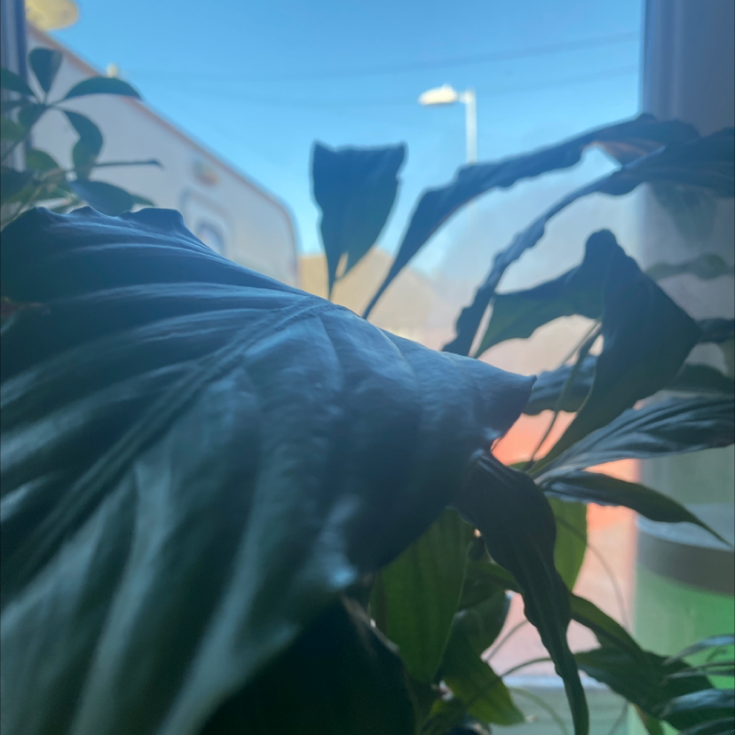 Peace Lily plant photo by @mvonmalmborg named Beckham on Greg, the plant care app.