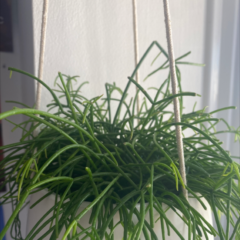 Healthy Mistletoe Cactus in a hanging pot with vibrant green stems.