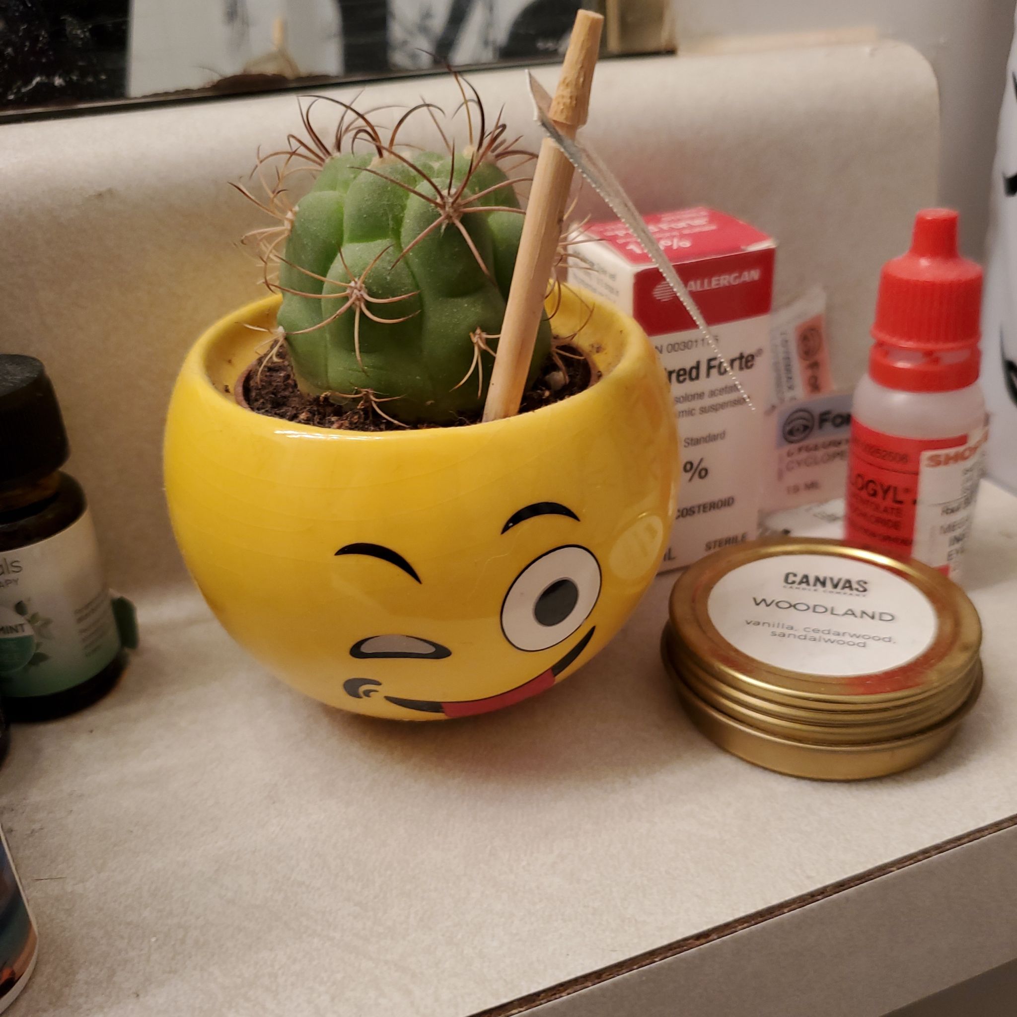 Mammillaria mystax cactus in a yellow pot with a face design, surrounded by various items.