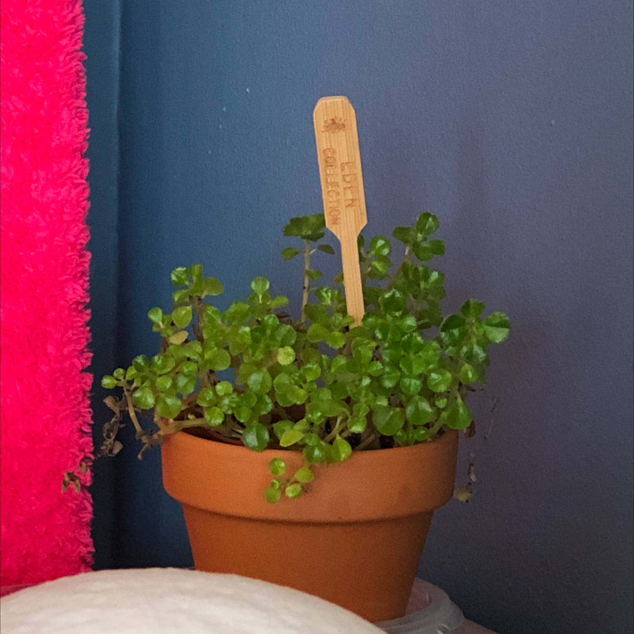 Healthy Pilea Baby Tears plant in a terracotta pot with a wooden marker, photographed against a dark background with pink fabric.