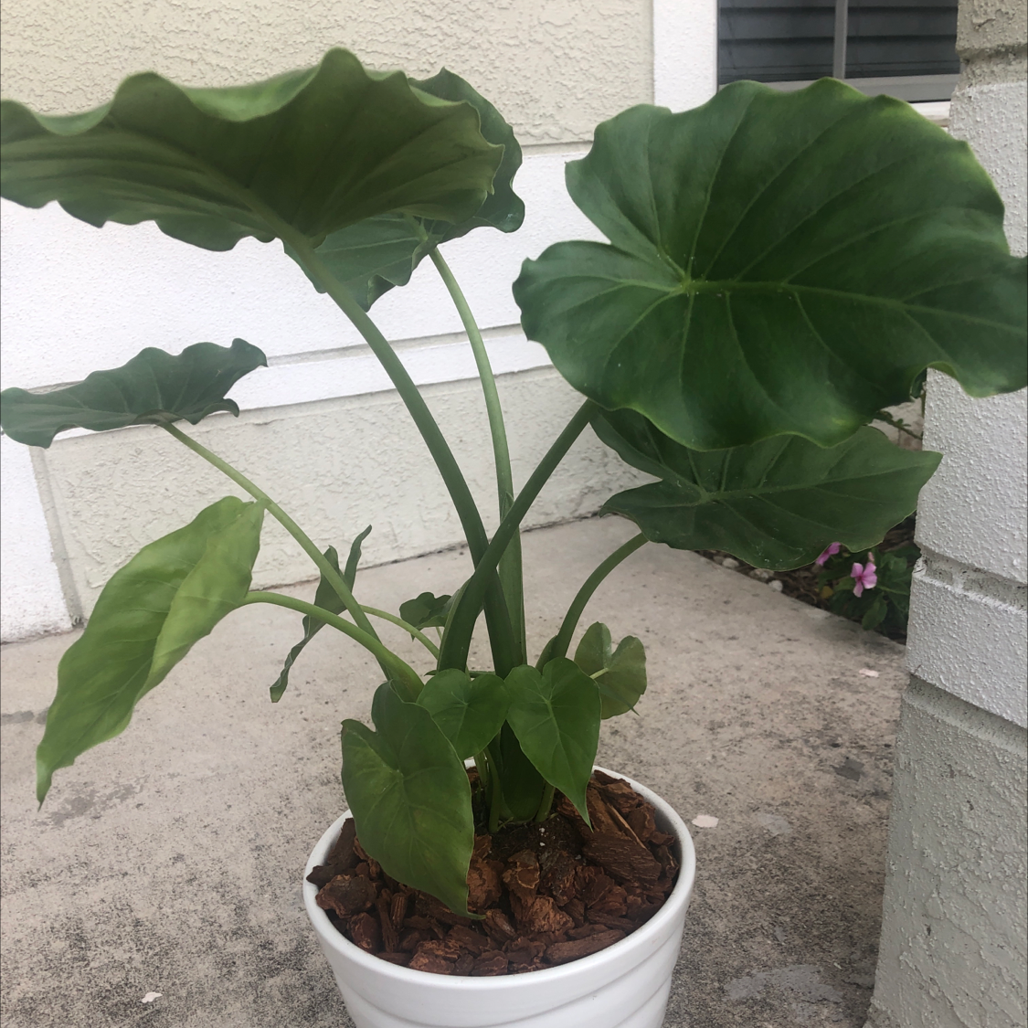 Potted Jewel Alocasia plant with large green leaves on a concrete surface.