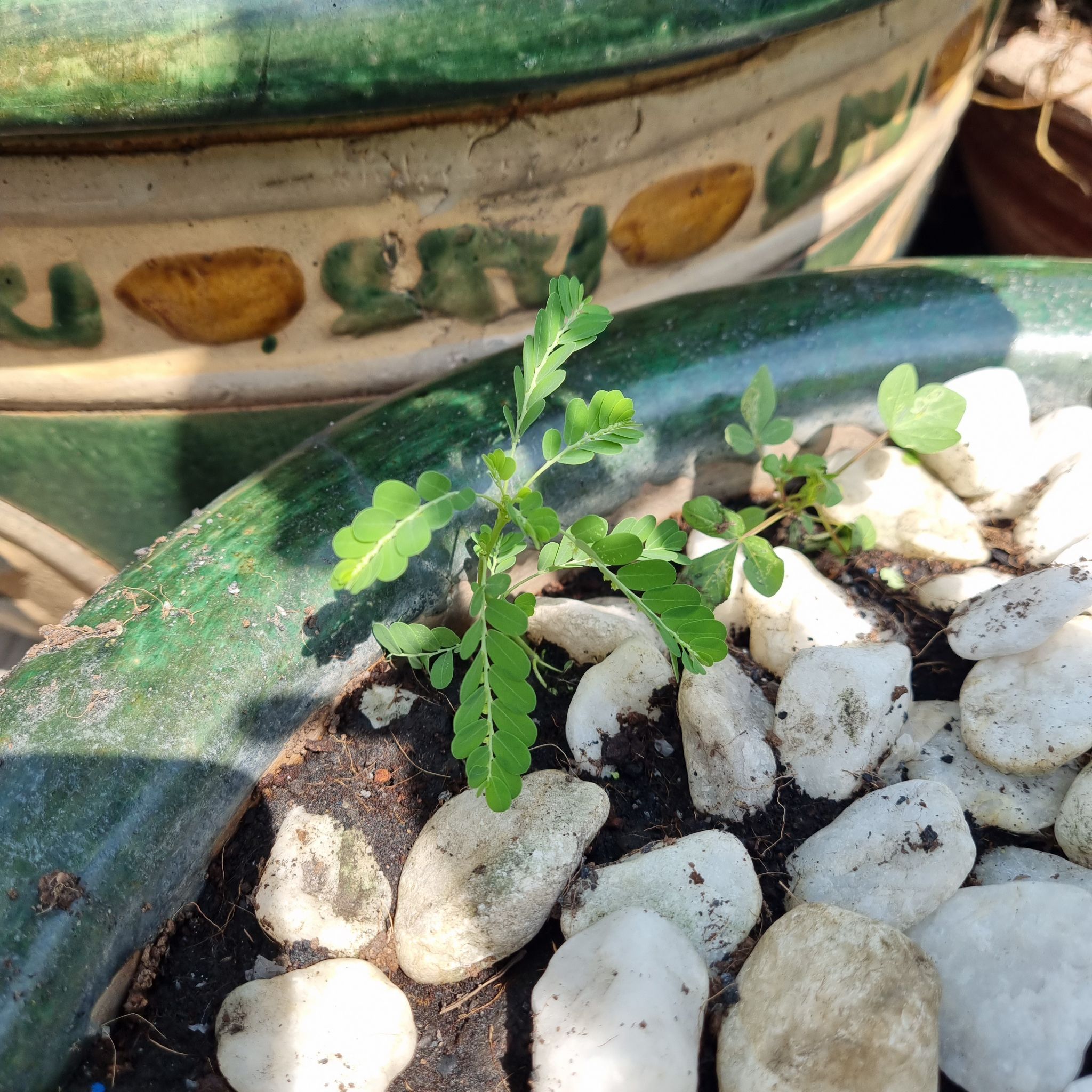 Chamber Bitter plant in a pot with white stones and decorative elements.
