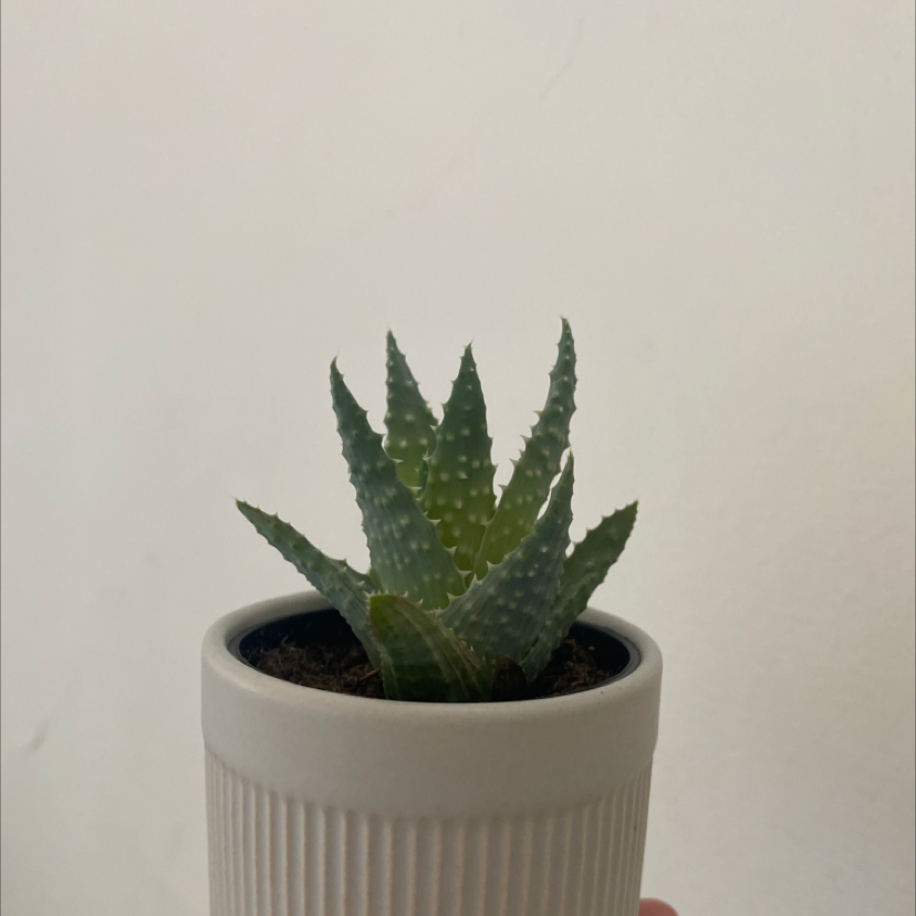 Broad-Leaved Aloe plant in a white pot, held by a hand.