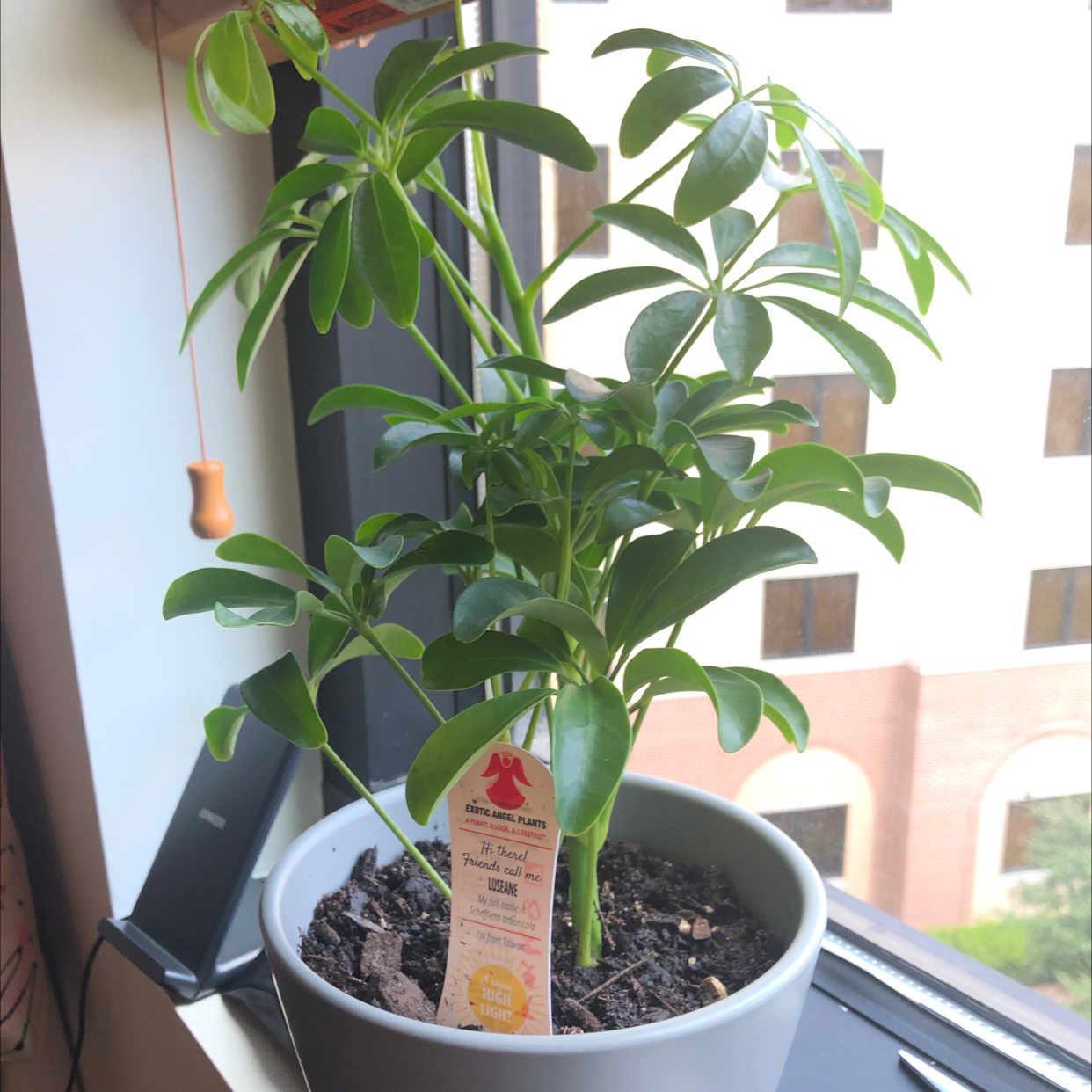 Dwarf Umbrella Tree plant photo by @PhillipJohnTaylor named Bean on Greg, the plant care app.