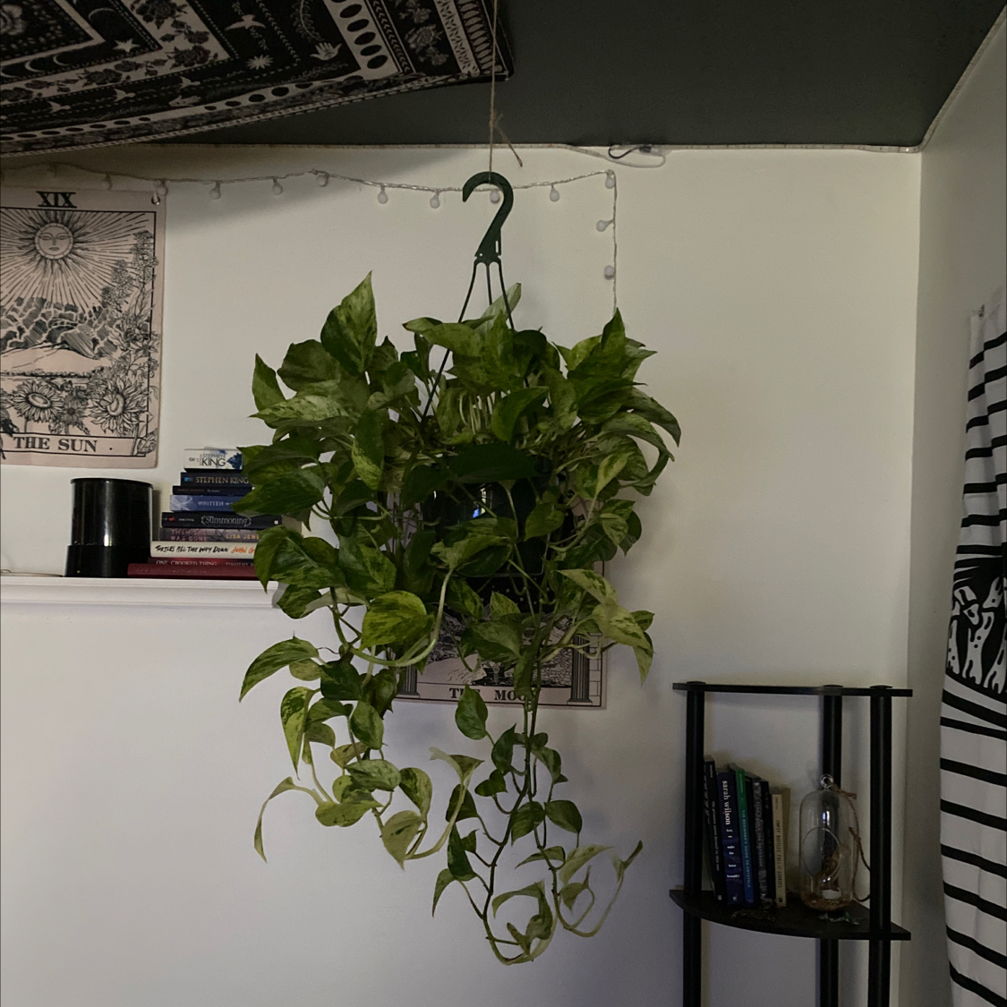 Taro Vine plant photo by @mare named Aria on Greg, the plant care app.
