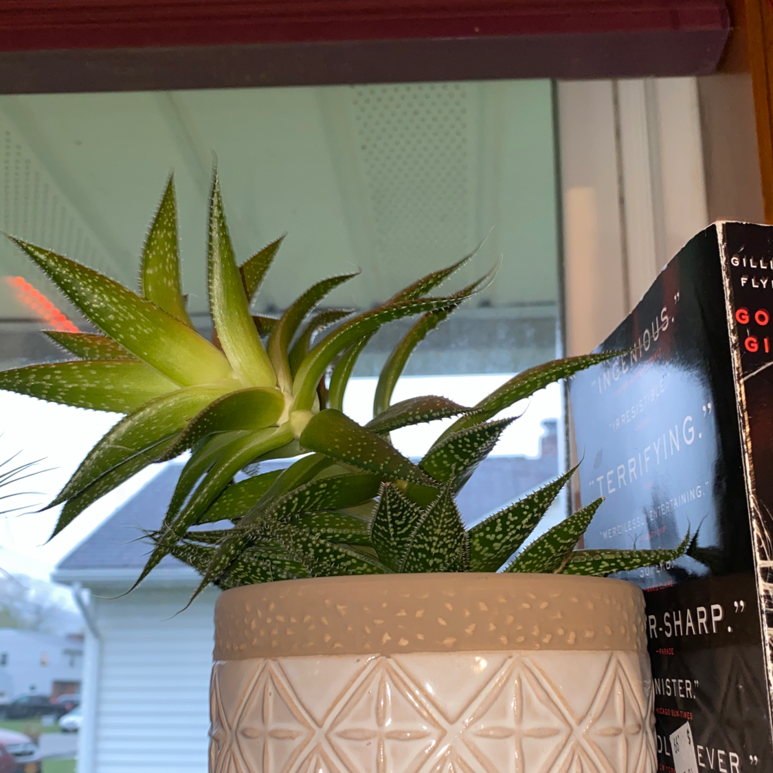 Zebra Plant plant photo by @mare named Planty on Greg, the plant care app.