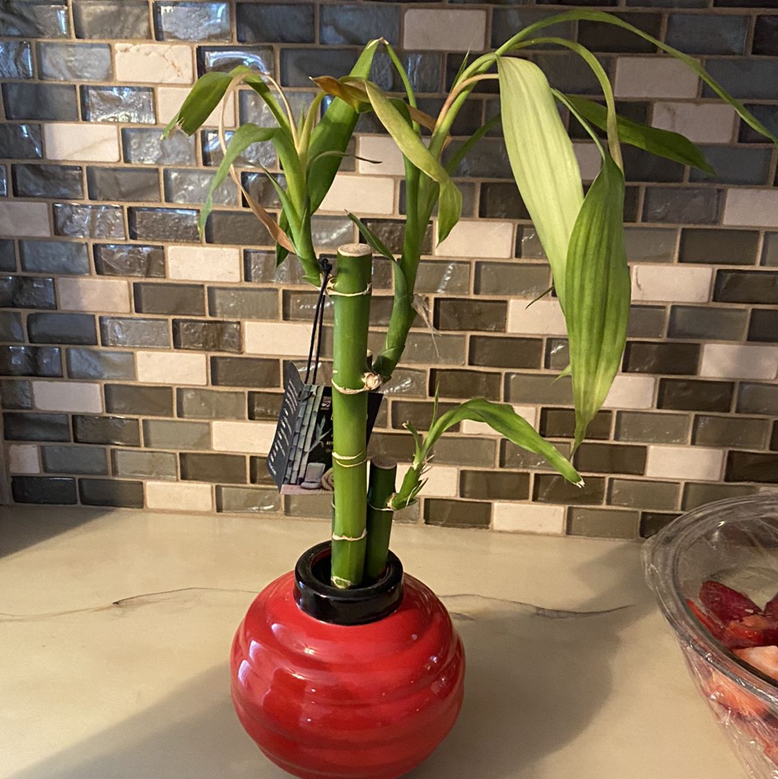 Lucky Bamboo plant photo by @mare named Oscar on Greg, the plant care app.