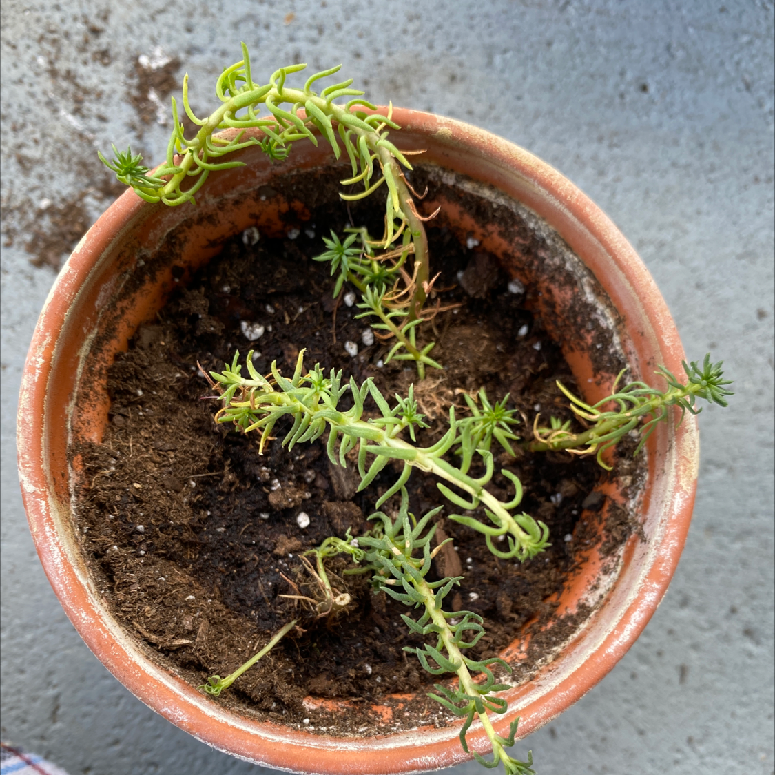 Potted Jenny's Stonecrop with some browning and sparse foliage.