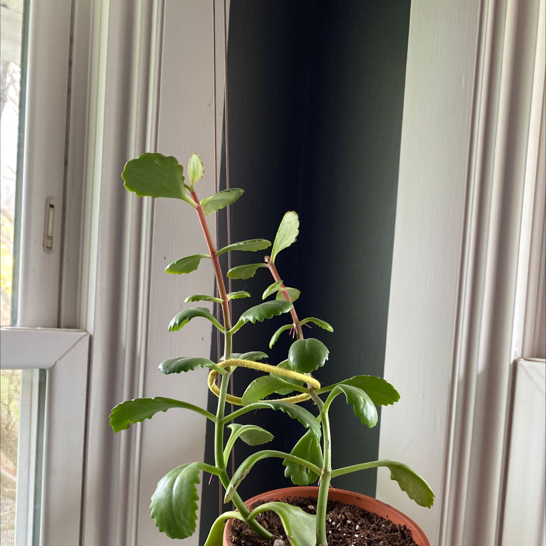 Healthy potted Kalanchoe pinnata plant with vibrant green leaves, sitting centered on a window sill.