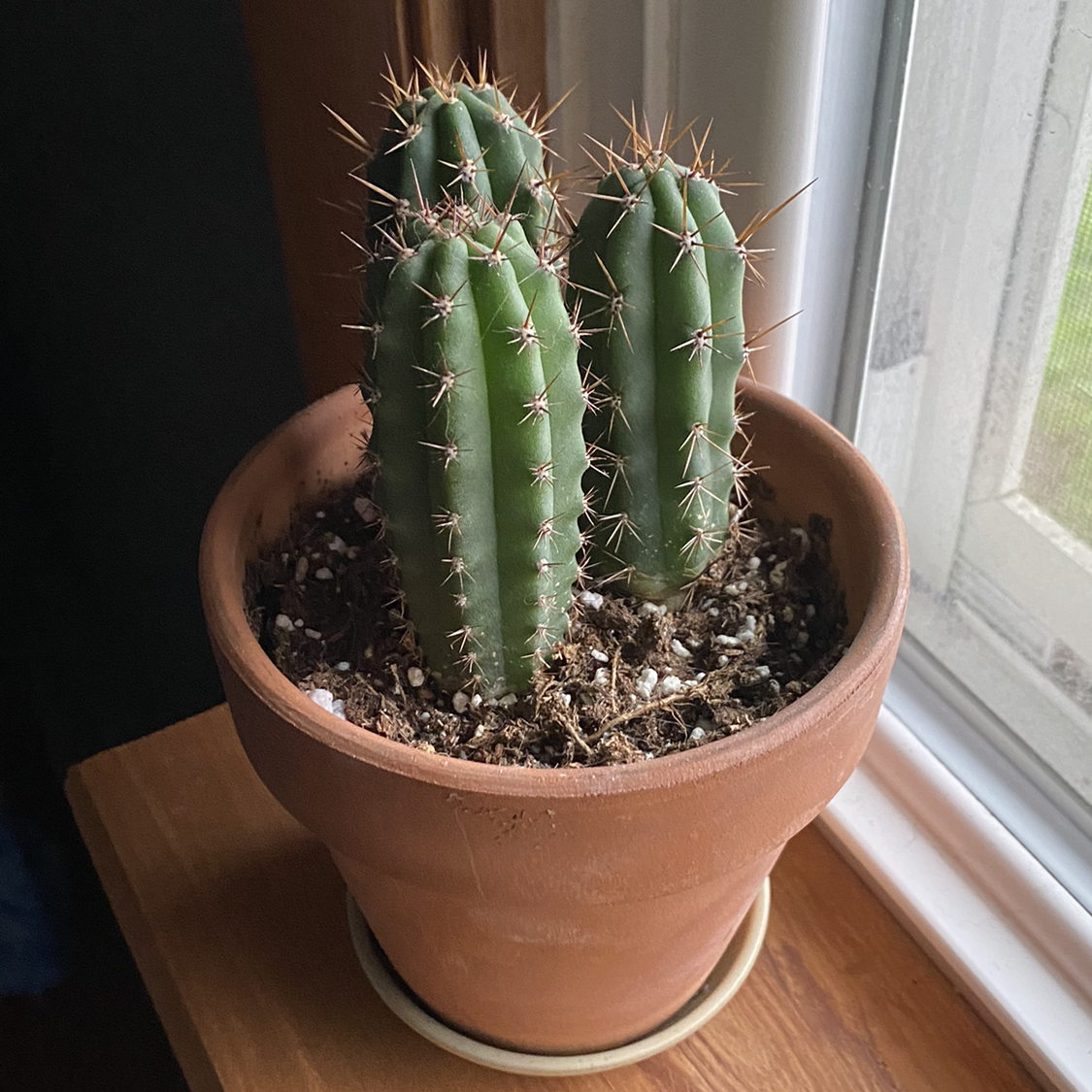 Polaskia chichipe plant photo by @mare named Achilles on Greg, the plant care app.