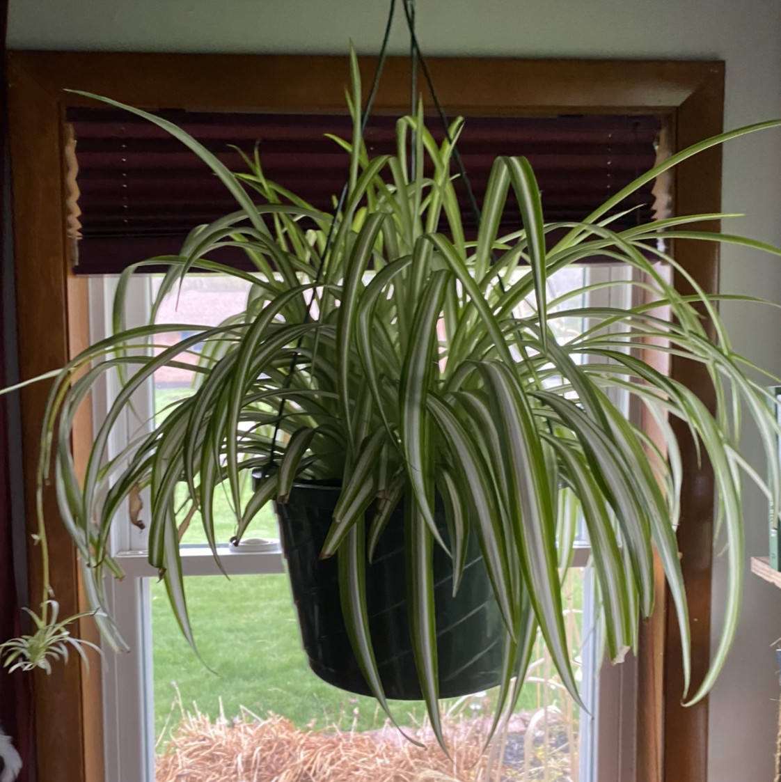 Spider Plant plant photo by @mare named Jake on Greg, the plant care app.