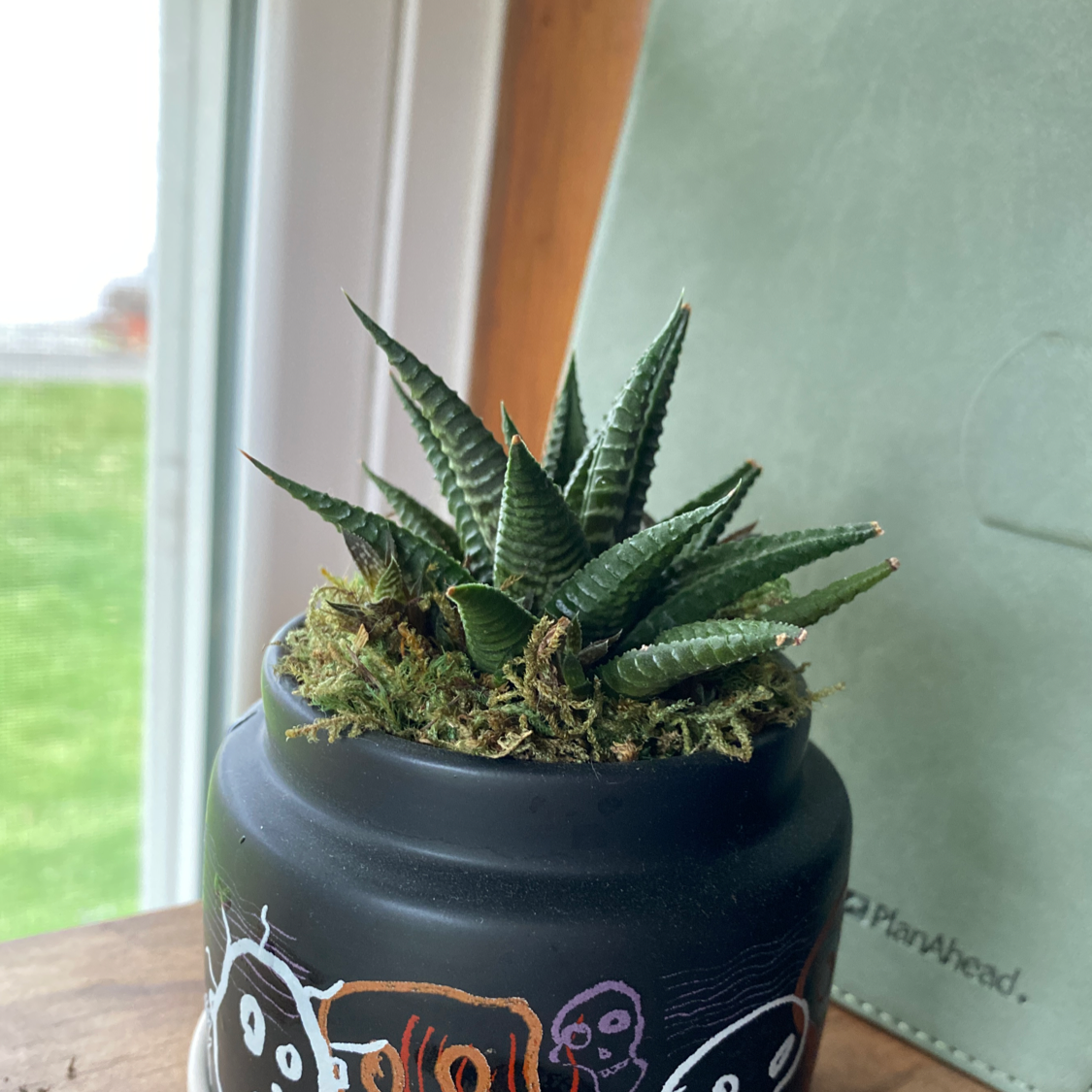 Fairy Washboard plant photo by @mare named Osmo on Greg, the plant care app.
