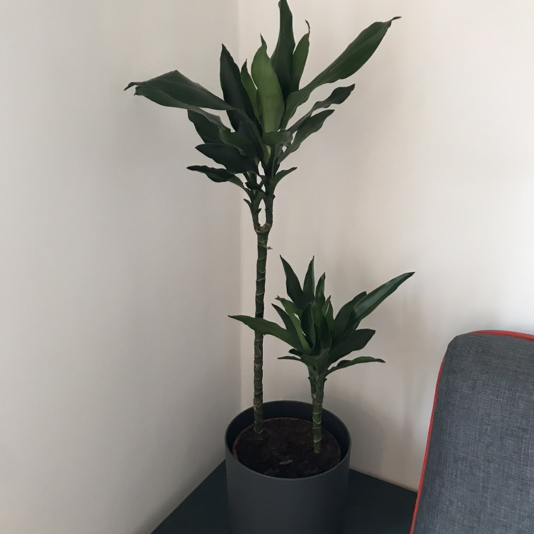 Dracaena 'Sted Sol Cane' plant in a black pot with healthy green leaves.