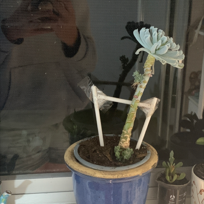 Potted succulent Echeveria plant with blue-green rosette leaves and tall brown flowering stalk, on a windowsill.