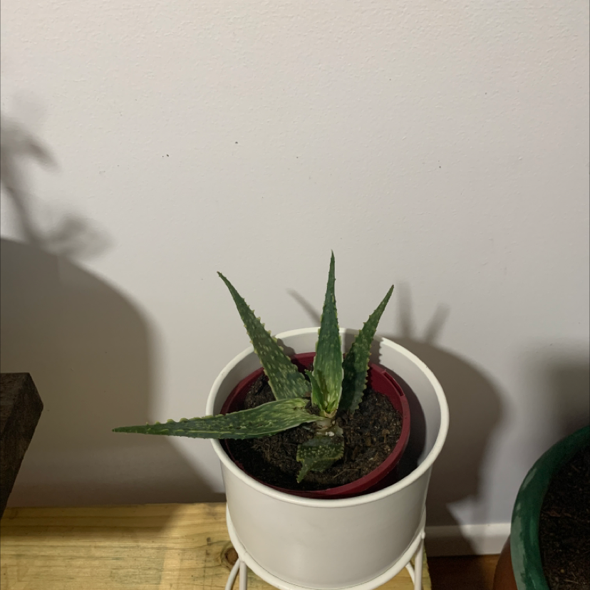 Broad-Leaved Aloe plant in a pot with visible soil, well-framed and in focus.