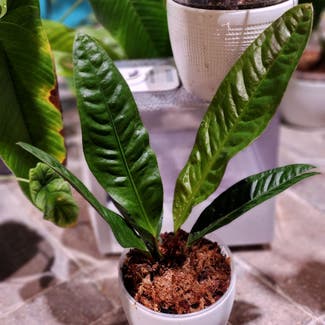 Anthurium superbum plant in Chuluota, Florida