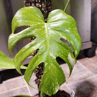 Thai Constellation Monstera plant in Chuluota, Florida