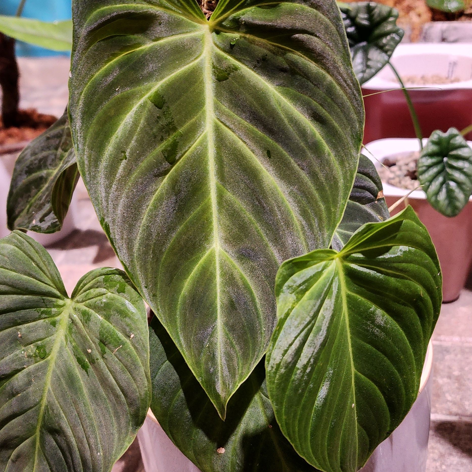 Philodendron Splendid plant with large, healthy green leaves.