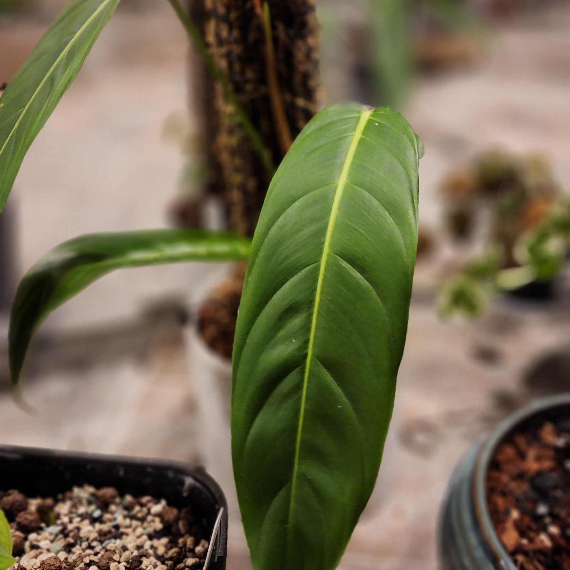Photo of the plant species Philodendron Esmeraldense Narrow by @SaviorBlueweed named Aristotle on Greg, the plant care app