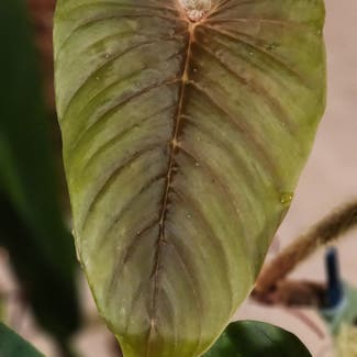 Blushing Philodendron plant in Chuluota, Florida