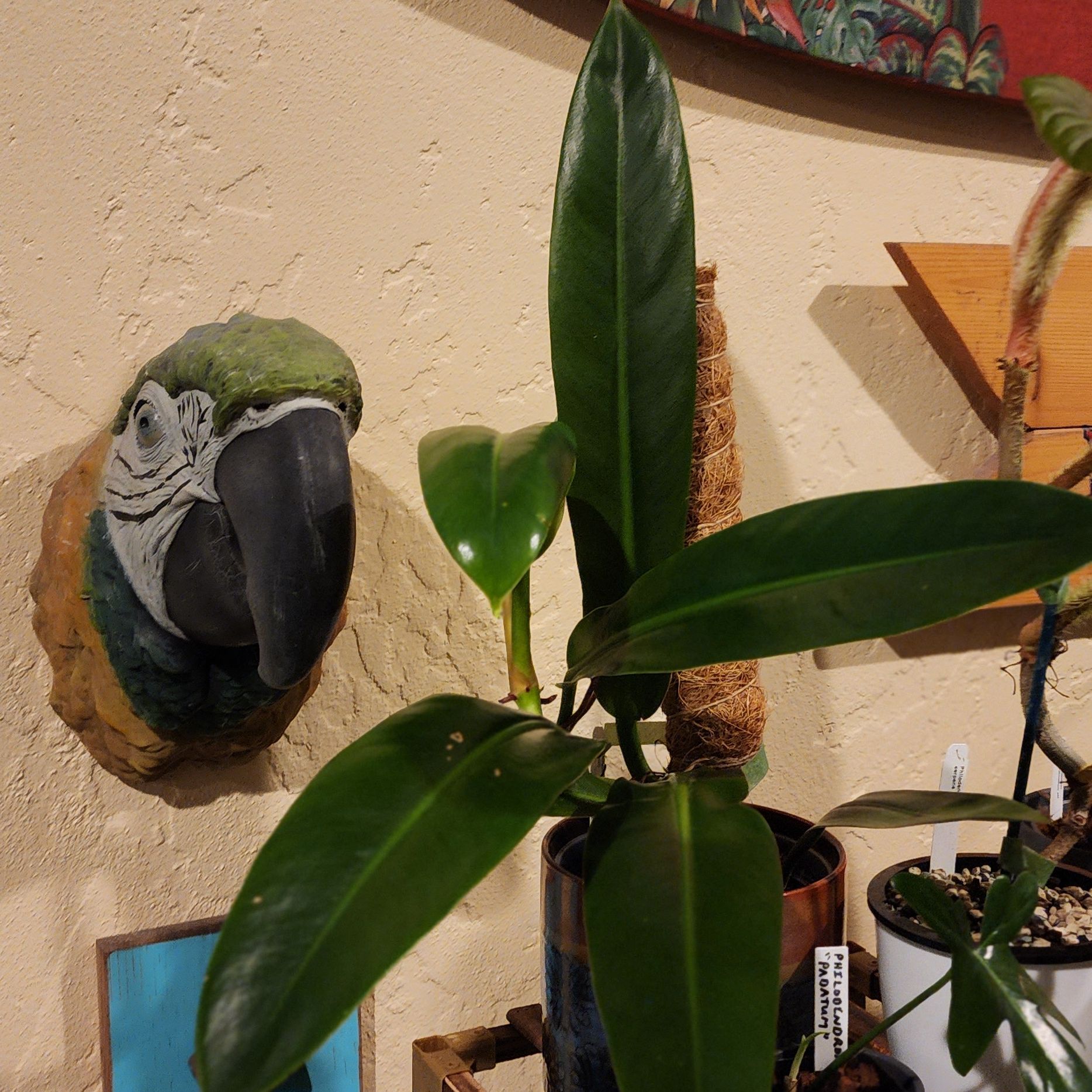 Photo of the plant species Philodendron Ruizii by @SaviorBlueweed named Navajo on Greg, the plant care app