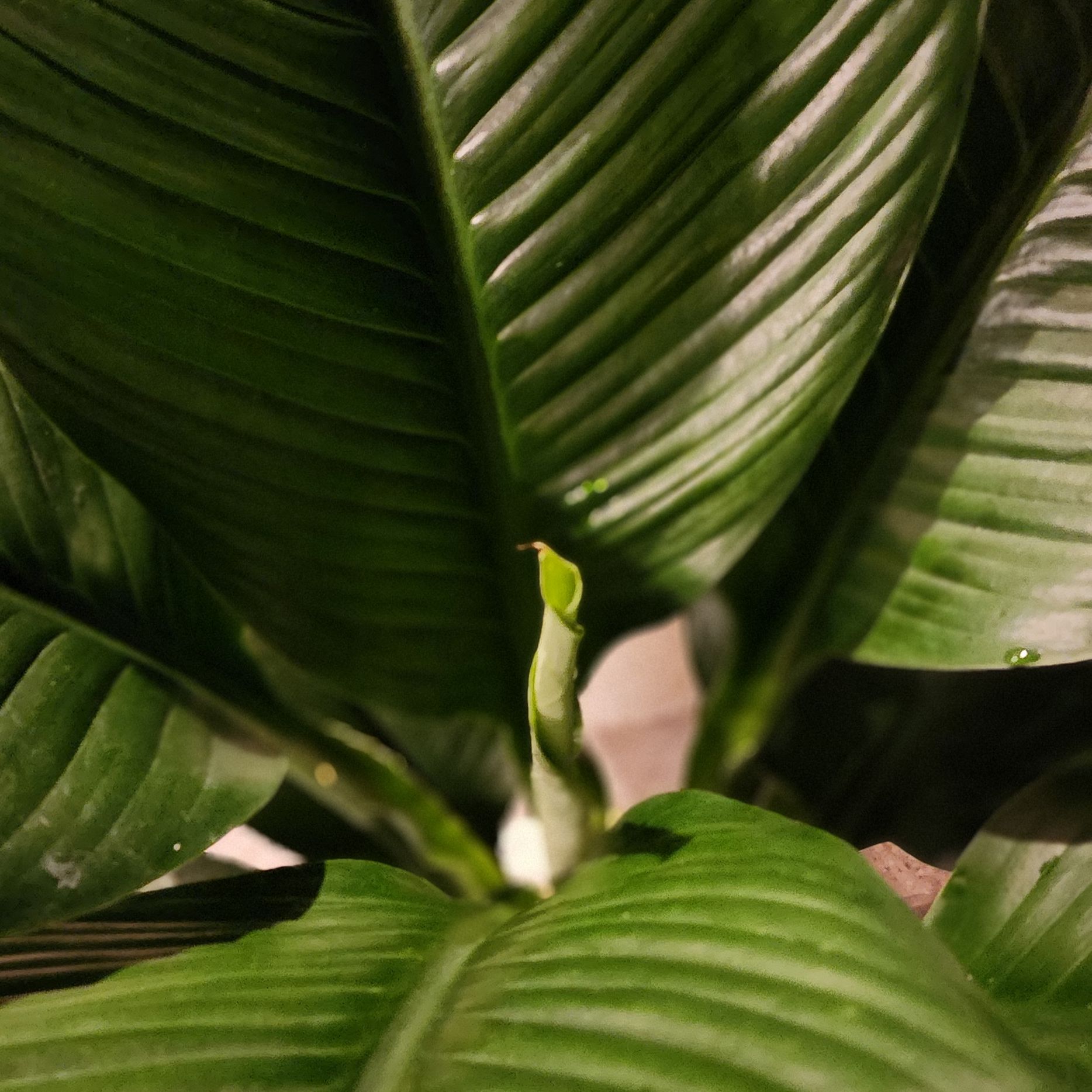 Close-up of a healthy Sensation Peace Lily with dark green leaves.