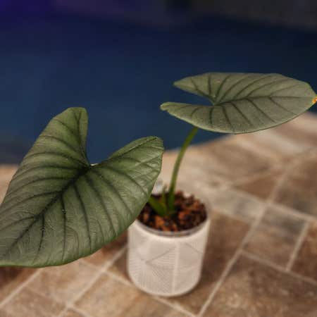 Photo of the plant species Alocasia Platinum by Saviorblueweed named Zion on Greg, the plant care app