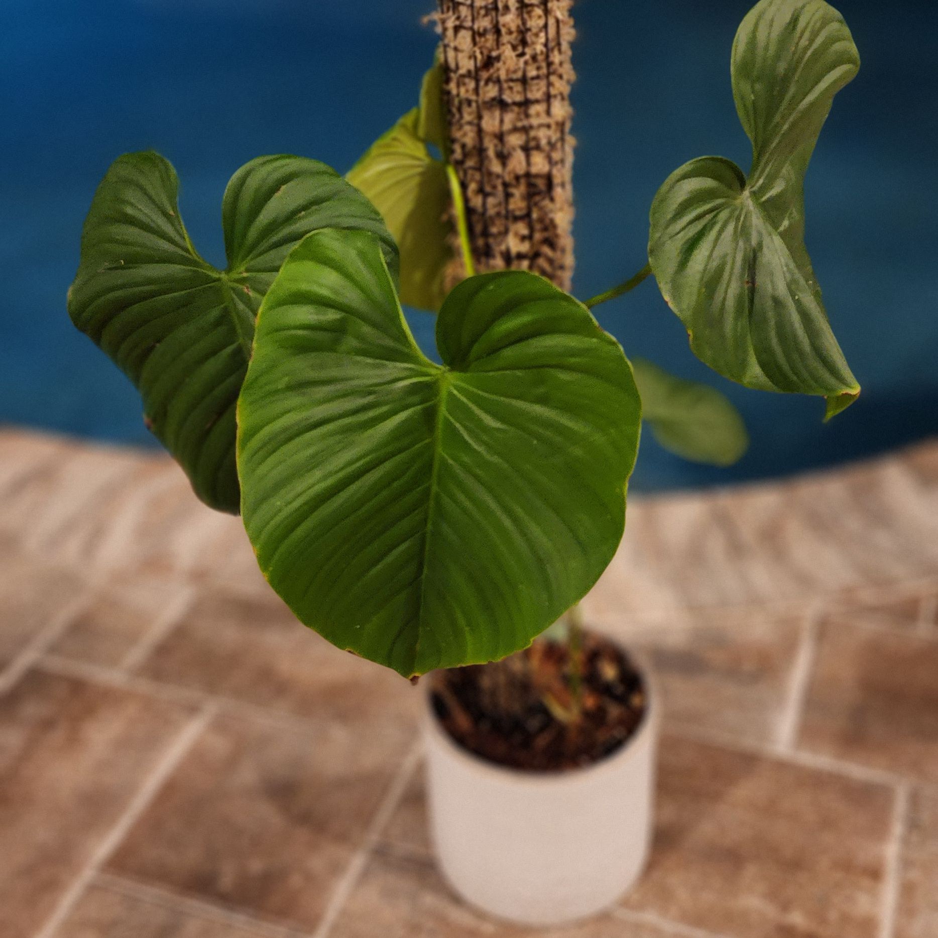 Photo of the plant species Philodendron rubrocinctum 'Platinum' by @SaviorBlueweed named Sigmund on Greg, the plant care app