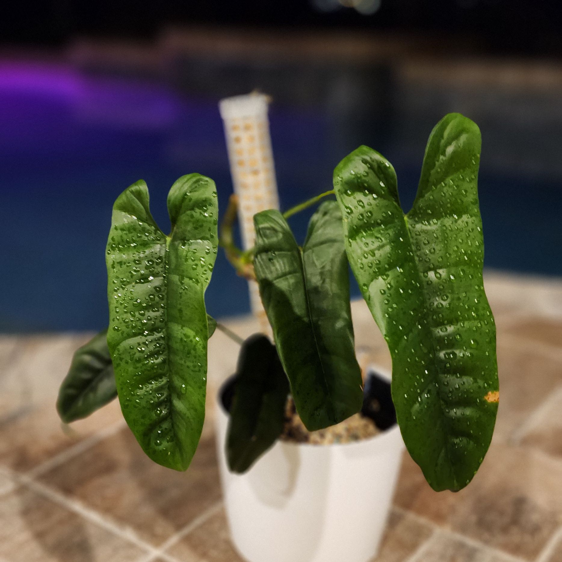 Photo of the plant species Philodendron 'Felix' by @SaviorBlueweed named Felix on Greg, the plant care app