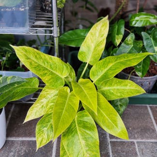Philodendron Calkins Gold plant in Chuluota, Florida