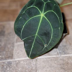 Anthurium forgetii plant