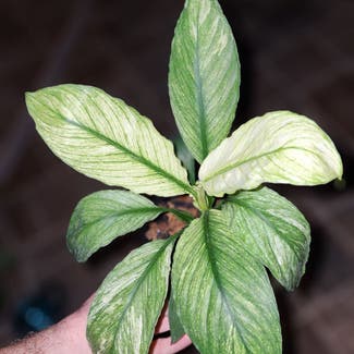 Spathiphyllum 'Jessica' plant in Chuluota, Florida