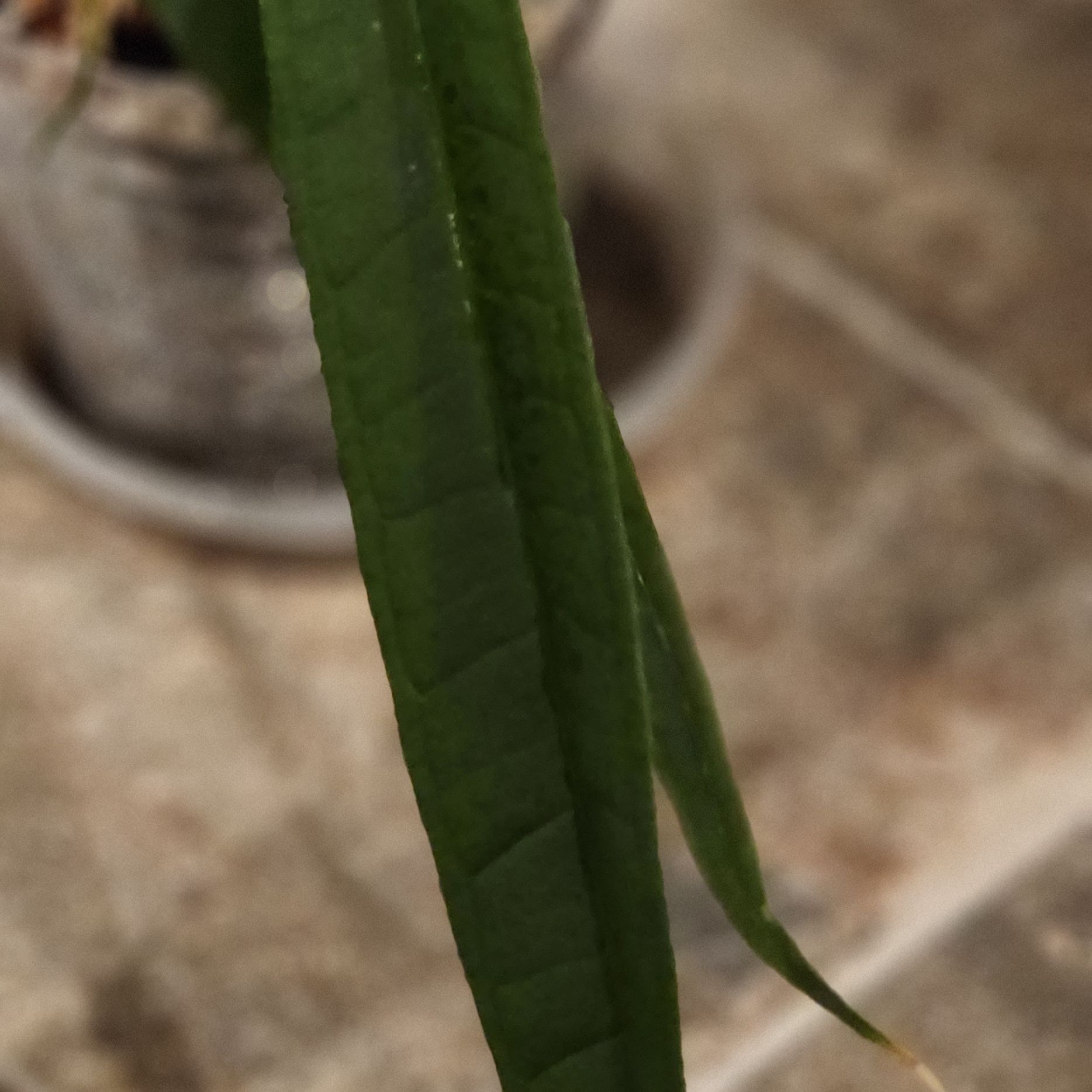Close-up of a healthy green leaf of a Scarlet Milkweed plant.