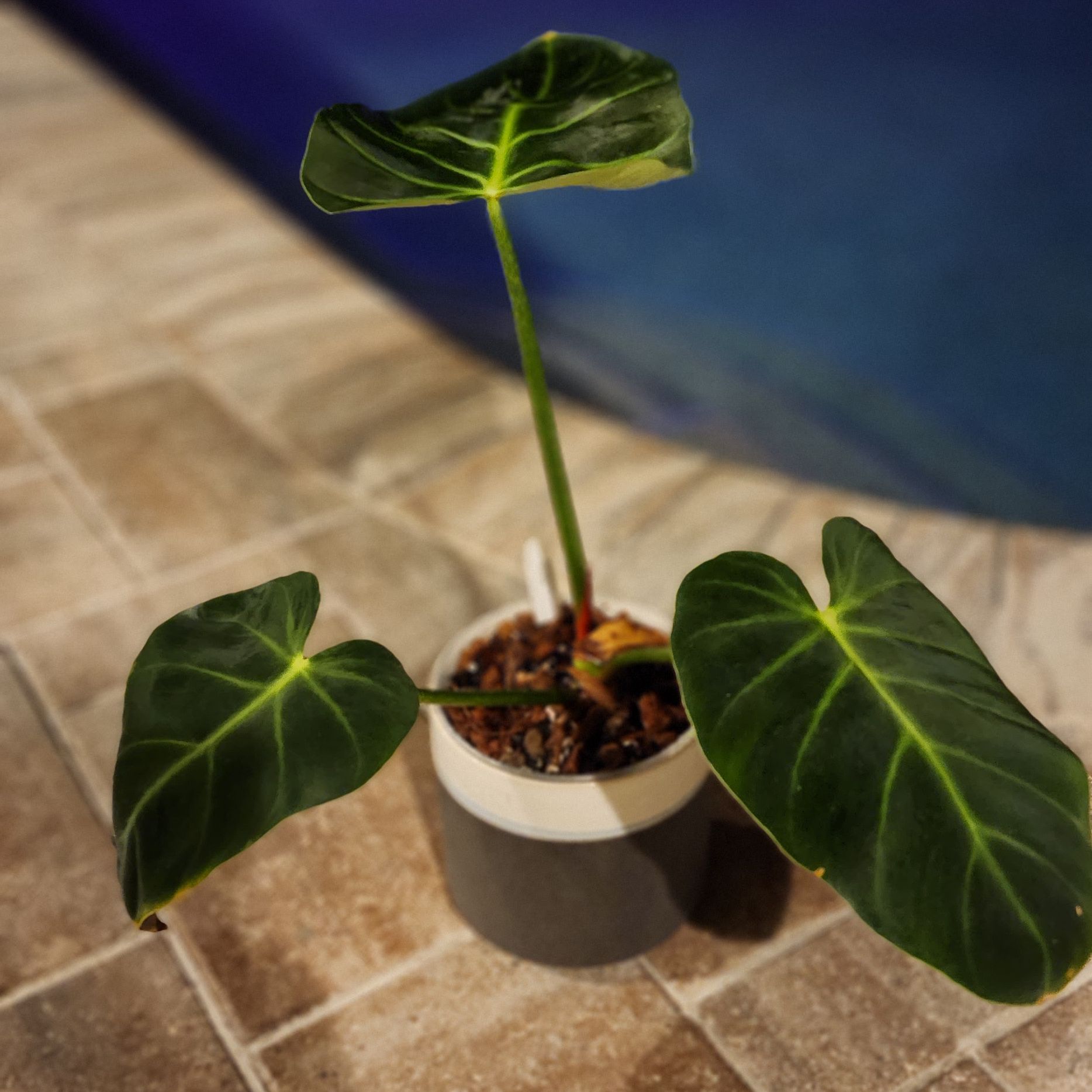 Photo of the plant species Philodendron luxurians by @SaviorBlueweed named Hemingway on Greg, the plant care app