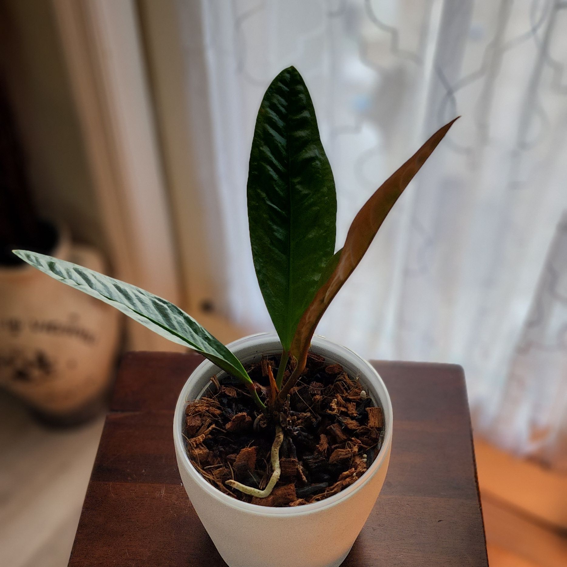Anthurium superbum plant in a white pot with one browning leaf and visible soil.